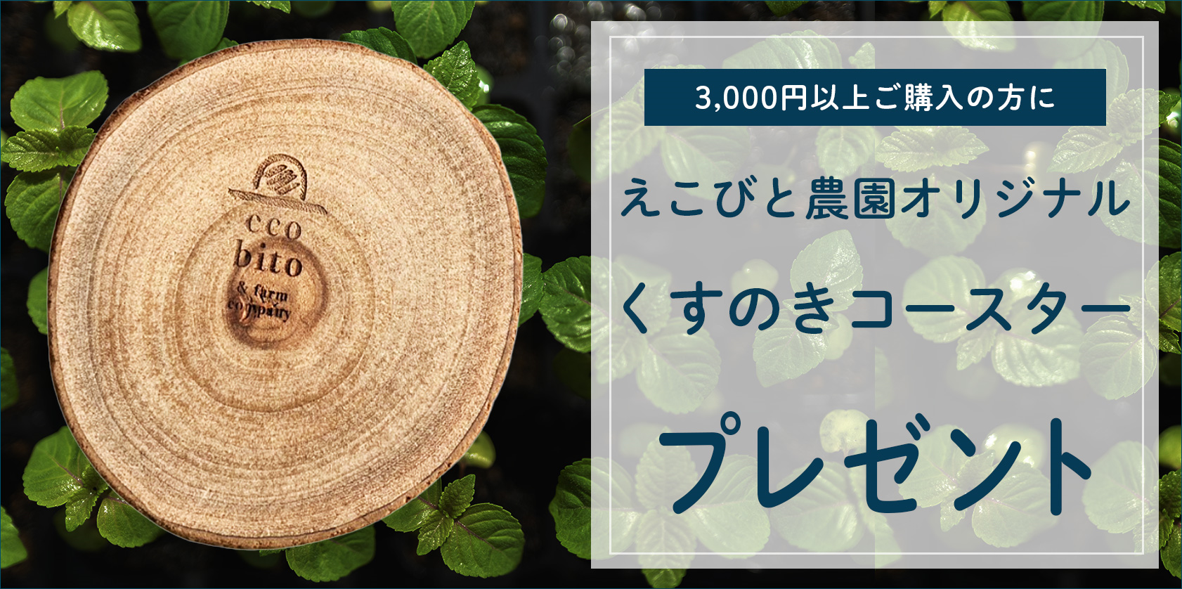 えこびと農園オリジナルコースター